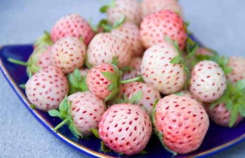 Cũng có nhiều người nhầm lẫn dâu năm lá bạch tuyết của Trung Quốc và dâu bạch tuyết của Nhật Bản. Hai loại đều có màu trắng và hương vị thơm ngon, rất đắt tuy nhiên dâu bạch tuyết Nhật bản có mẫu mã hình thức hấp dẫn và thu hút hơn nhiều, tuy nhiên loại dâu này có thể trồng đại trà cho năng suất cao, ở Việt Nam cũng trồng nhiều tại Đà Lạt.