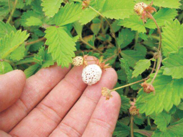 Chưa hết, loại dâu này có có thể được sử dụng chữa các bệnh viêm miệng, loét miệng, tiểu ra máu, nhiễm trùng đường tiết niệu, đau thắt lưng, gãy xương, suy dinh dưỡng ở trẻ em, rắn cắn và các bệnh khác.