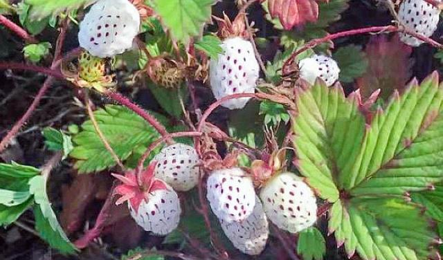 Thú vị là trước đây dâu bạch tuyết đã bị nhầm là dâu đột biến gen, bị cảnh báo không nên ăn nhưng hóa ra, tất cả chỉ là nhầm lẫn.