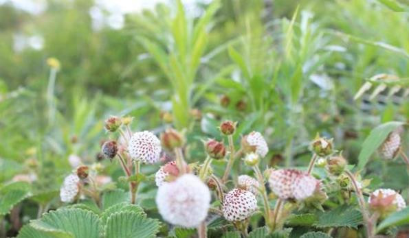 Mới nhìn thì hình thức không mấy bắt mắt, kích thước lại khá nhỏ nhưng thực sự đáng để thử.