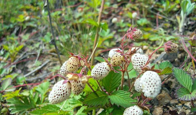 Hiện nay, giống dâu trắng này đã được trồng nhân tạo nhưng năng suất không cao nên vẫn rất đắt, có thể coi là hàng hiếm.