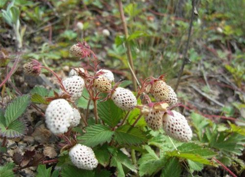 Quả này mọc dại, không mất tiền mua lại ngon ngọt hơn cả vải thiều, ăn đứt dâu tây, từng là loại quả giúp người dân thôn quê giải khát khi vào núi tìm sản vật.