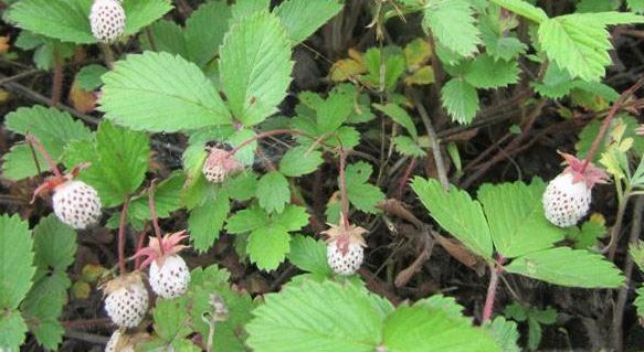 Quả này được gọi là dâu năm lá hay dâu bạch tuyết, dâu phiêu tư, một loại quả được phân bố rộng khắp Trung Quốc, nhiều nhất là ở Hồ Bắc, Thiểm Tây, Tứ Xuyên.