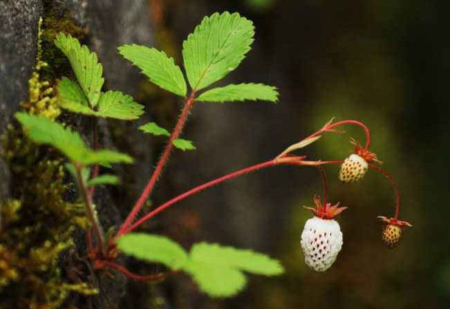 Được biết, dâu bạch tuyết có vị chua ngọt, thơm ngon hiếm có, hơn cả vải thiều.