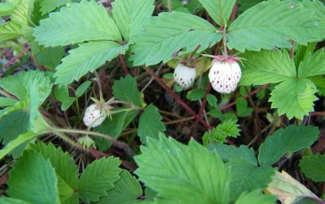 Dâu tây là một trong những loại trái cây khá phổ biến hiện nay, tuy rằng có chút đắt đỏ nhưng vẫn rất nhiều người mua vì hương vị ngọt ngào, quyến rũ. Song, có một loại quả cực giống quả dâu tây, lại có màu trắng, rất hiếm gặp còn ngon hơn dâu.