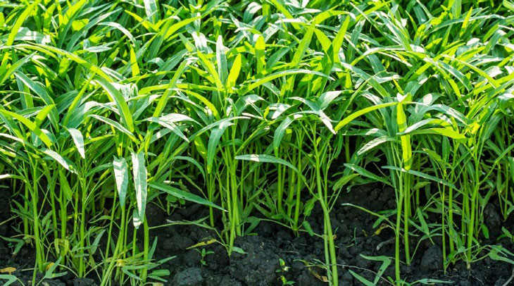 Giai oan cho rau muong, loai rau bi coi la sieu tich tru chat doc-Hinh-7