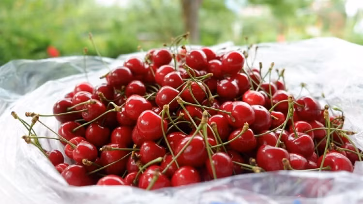 Tuy vậy, vì anh đào có tính ấm, không nên ăn quá nhiều một lúc. Cũng không nên ăn chung anh đào và dưa chuột, các enzym trong dưa chuột sẽ phá hủy vitamin C trong anh đào.