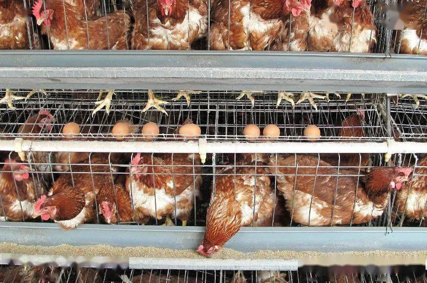 Dung an trung long dao neu khong muon nhiem vi khuan dang so nay-Hinh-3