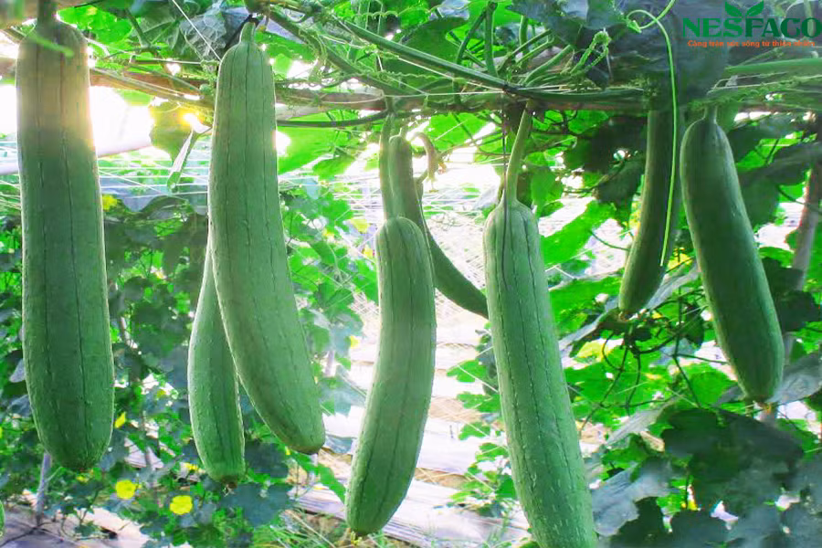 Bên cạnh đó, mướp được mệnh danh là thần dược dưỡng da. Vitamin C và vitamin E dồi dào trong mướp giúp da căng mịn, bóng mượt, mướp còn có tác dụng tổng hợp collagen, dưỡng da từ sâu bên trong. 