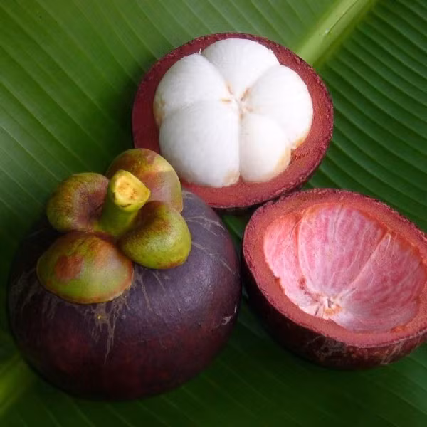 Tuy vậy, khi ăn măng cụt ngay trước hoặc ngay sau khi ăn mướp đắng thì không phải là một sự lựa chọn thông minh chút nào.