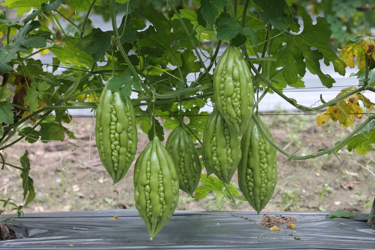 Tuy nhiên, ăn mướp đắng cũng có những điều kiêng kị. Kiêng kị đầu tiên đó là ăn mướp đắng với sườn.