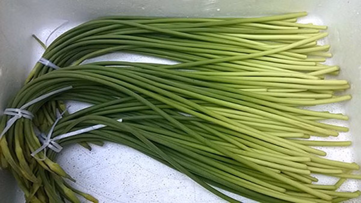 Theo các chuyên gia dinh dưỡng, ngồng tỏi có nhiều lợi ích đối với sức khỏe con người.