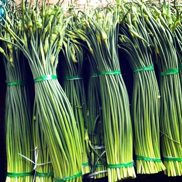 Trong đó, quan trọng nhất là ngồng tỏi có thể cải thiện khả năng miễn dịch, bảo vệ cơ thể khỏi các tác nhân gây bệnh tim mạch, tăng cường hỗ trợ hệ tiêu hóa và thị lực.