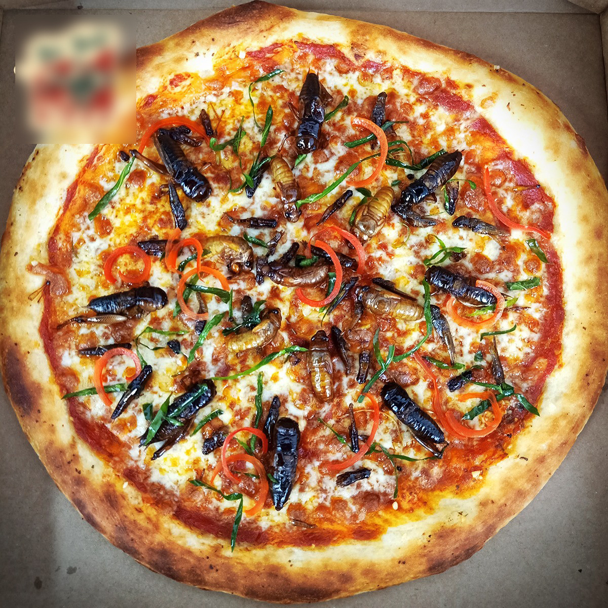 Pizza ve sầu được người Mỹ ưa chuộng thời gian gần đây.