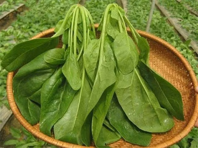 Thành phần chính của loại rau này rất giàu axit folic, sắt, các loại vitamin và nguyên tố vi lượng, có thể thúc đẩy tuần hoàn máu của cơ thể, từ đó nuôi dưỡng gan.