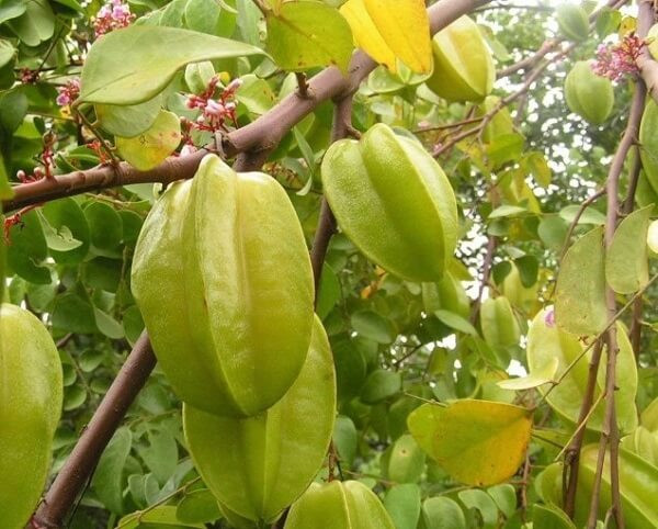 Tuy nhiên, những người mắc bệnh thận mãn tính thì không được ăn khế. Ngay từ năm 1998, một bác sĩ người Brazil đã phát hiện bệnh nhân suy thận bị ngộ độc khi ăn khế, vì trong khế có chứa một loại độc tố thần kinh nhất định. Người khỏe mạnh có thể chuyển hóa một cách thuận lợi nhưng bệnh nhân mắc bệnh thận mãn tính sau khi ăn rất dễ tích tụ chất độc trong cơ thể.