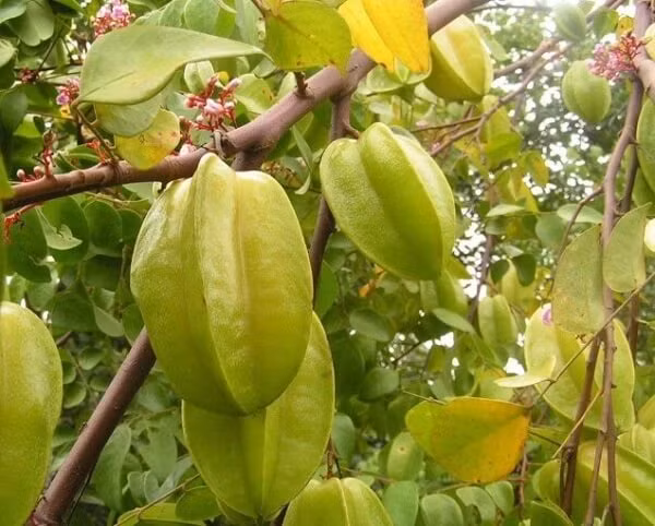 Tuy nhiên, những người mắc bệnh thận mãn tính thì không được ăn khế. Ngay từ năm 1998, một bác sĩ người Brazil đã phát hiện bệnh nhân suy thận bị ngộ độc khi ăn khế, vì trong khế có chứa một loại độc tố thần kinh nhất định. Người khỏe mạnh có thể chuyển hóa một cách thuận lợi nhưng bệnh nhân mắc bệnh thận mãn tính sau khi ăn rất dễ tích tụ chất độc trong cơ thể.