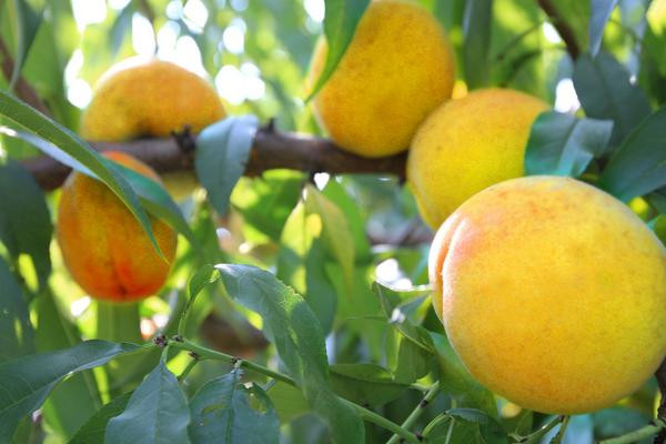 Người xưa cho rằng "bệnh từ miệng mà ra", quả đúng như vậy, phương pháp điều trị các loại bệnh tốt nhất là ăn uống đúng cách. Thực tế, các loại thực phẩm dễ gây ung thư chúng ta vẫn ăn thường xuyên như thịt nướng, đồ chiên, đồ muối chua... Vậy những loại thực phẩm, trái cây nào giúp cơ thể phòng, chống ung thư tốt nhất?