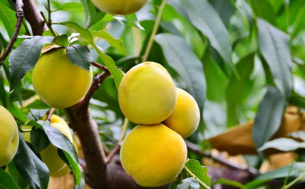 Theo nghiên cứu, mơ lai có hiệu quả rõ rệt trong ức chế những đột biến gây ung thư. Qua kiểm chứng cho thấy, tinh chất trong quả mơ có khả năng ngăn chặn sự đột biến tế bào thường thành tế bào ung thư. Đồng thời, tự tiêu diệt các tế bào ung thư, giảm độc tính của thuốc chống ung thư và giảm tác dụng phụ của thuốc, có hiệu quả đối với cả bệnh ung thư máu (bệnh máu trắng).