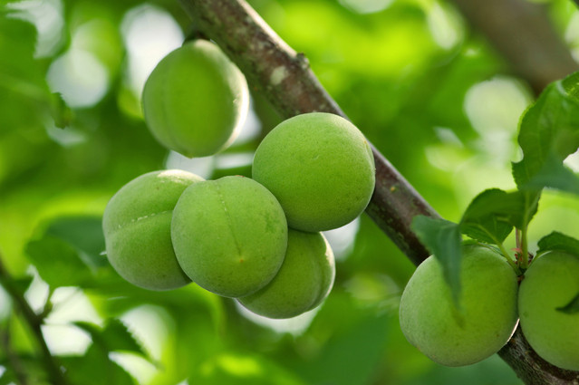 Đầu tiên là quả mơ lai hay mơ châu Âu, đây loại trái cây tự nhiên chống ung thư tốt nhất. Đông y gọi quả mơ là mai tử, vị chua, tính bình, có tác dụng bổ kinh can, tỳ, phế, đại tràng.