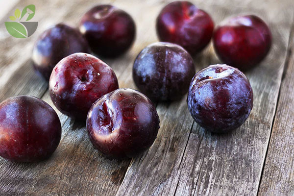 Đáng nói, chiết xuất của quả mận là sát thủ của tế bào ung thư nhưng lại không hề ảnh hưởng tới các tế bào khỏe mạnh.