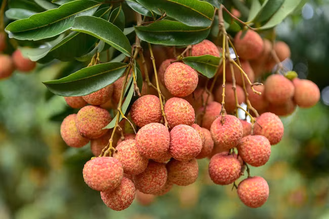 Trong số những nguyên nhân có thể gây ra bệnh tiểu đường là do chức năng thận bị tổn thương, bệnh nhân tiểu đường và những bệnh nhân mắc bệnh thận khác không nên ăn vải.