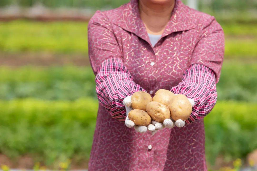 Do bề ngoài không đẹp, lâu ngày bị thâm đen nếu có vết cắt và có độc tố khi nảy mầm nên mới đầu khoai tây không được đón nhận.