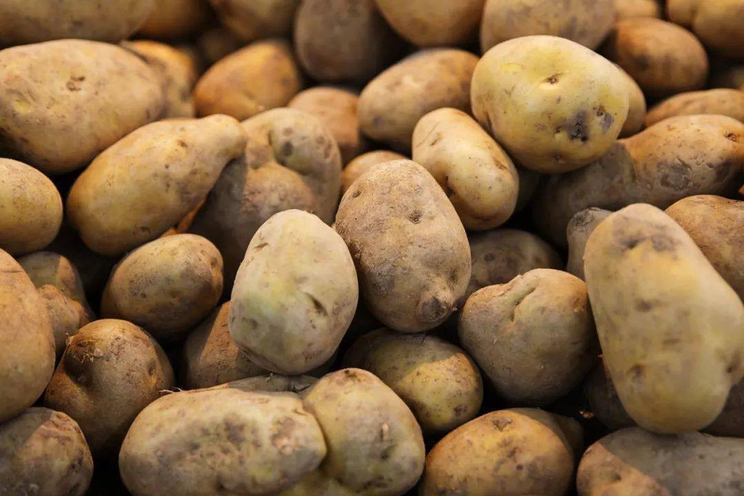 Những củ khoai tây sớm nhất đến từ dãy núi Andes ở châu Mỹ và được những người thực dân mang về châu Âu vào thế kỷ 16.