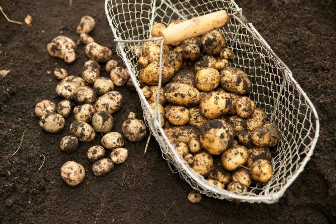 Thế nhưng, ít người biết, khoai tây từng bị coi là loại thực phẩm tội đồ, bị gạt sang một bên, bị nhiều người hiểu lầm, coi là thứ rau củ địa ngục.