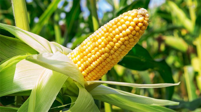 Ăn ngô đúng cách có thể đào thải các chất độc trong mạch máu, có lợi ích nhất định cho việc cải thiện làn da, cải thiện ngoại hình. Ngô cũng có tác dụng cảm cân, là một loại ngũ cốc thô, rất ít calo và không có chất béo, ngô chứa nhiều chất xơ có tác dụng tăng cảm giác no.