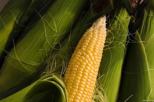 Theo nghiên cứu khoa học, giá trị dinh dưỡng của ngô rất cao, có nhiều vitamin C, vitamin B1, protein, ngoài ra còn rất giàu chất xơ, niacin, axit folic và một số khoáng chất khác. Ngoài ra, hàm lượng vitamin A, vitamin B2, sắt và kẽm trong ngô cũng tương đối cao, có tác dụng tăng cường cảm giác no đồng thời bổ sung năng lượng cho cơ thể.