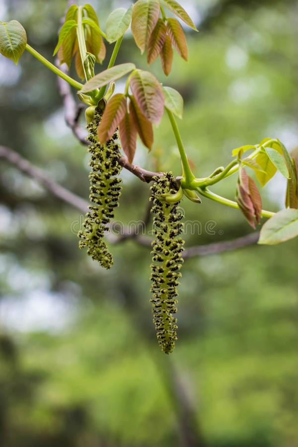 Ung thư nghe đáng sợ, phải không? Hoa óc chó cũng có thể ngăn ngừa ung thư và là thực phẩm ăn kiêng phổ biến.