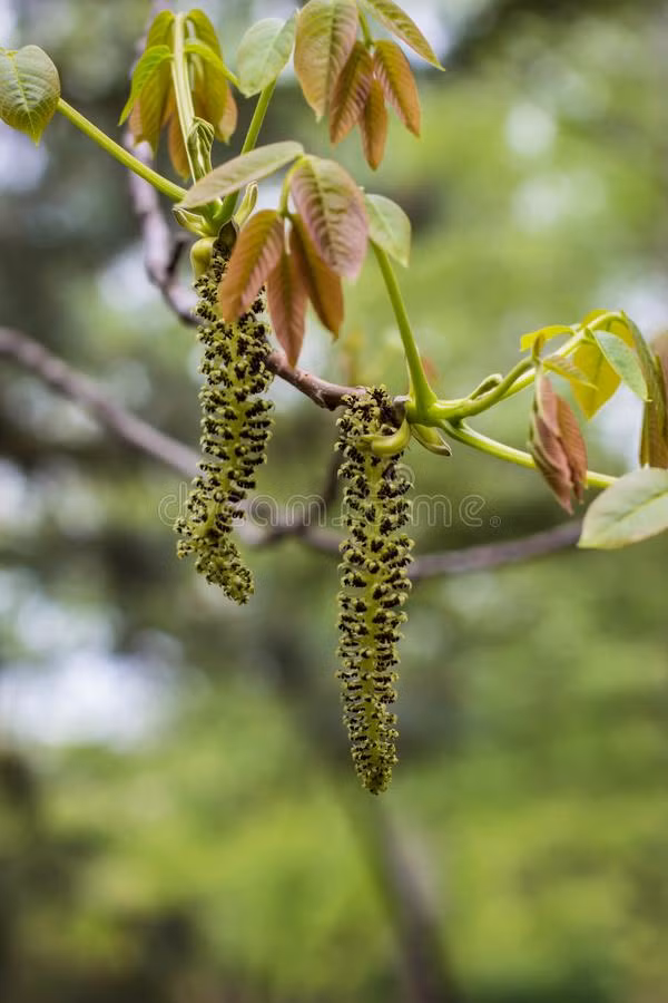 Ung thư nghe đáng sợ, phải không? Hoa óc chó cũng có thể ngăn ngừa ung thư và là thực phẩm ăn kiêng phổ biến.
