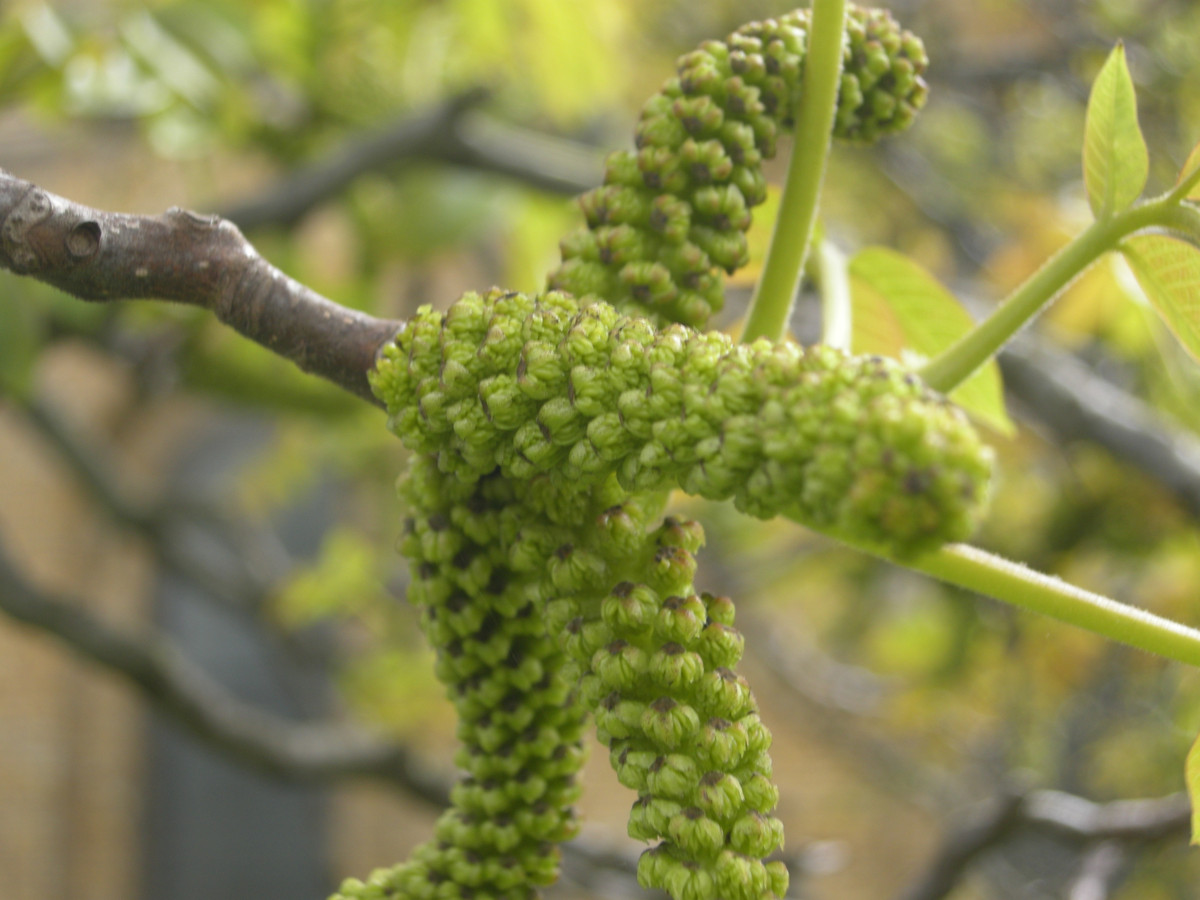 Lịch sử của hoa óc chó có từ rất lâu đời, tương truyền đã có từ thời nhà Hán. Sách thuốc Đông y cũng công nhận hoa óc chó là "bảo bối", tuy nhiên cũng có kiêng kị nhất định. Ví như, bệnh nhân tiểu đường, trẻ sơ sinh và phụ nữ có thai không được ăn.