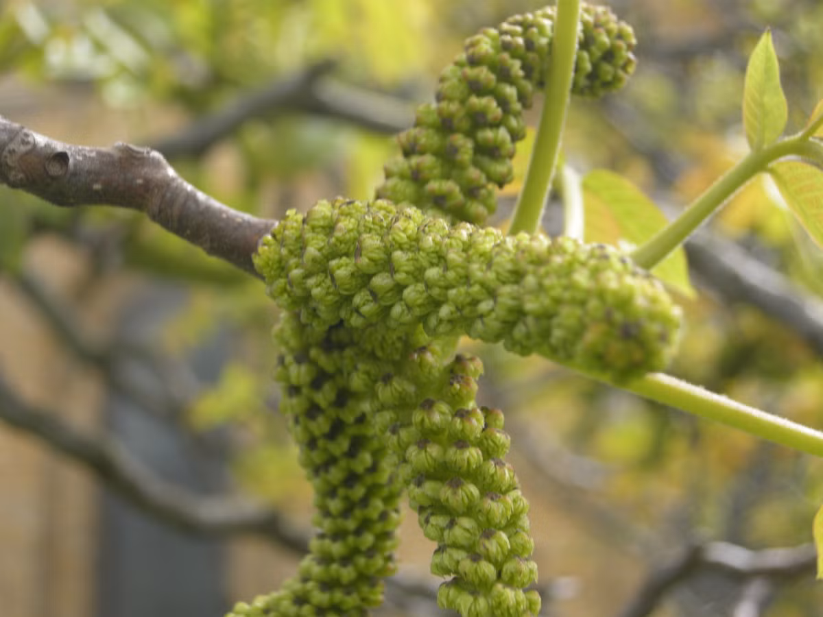 Lịch sử của hoa óc chó có từ rất lâu đời, tương truyền đã có từ thời nhà Hán. Sách thuốc Đông y cũng công nhận hoa óc chó là "bảo bối", tuy nhiên cũng có kiêng kị nhất định. Ví như, bệnh nhân tiểu đường, trẻ sơ sinh và phụ nữ có thai không được ăn.