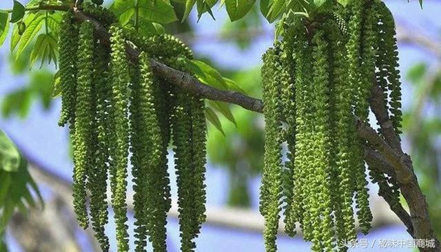 Chỉ cần rửa sạch bằng nước lạnh, ngâm trong nước từ 3 - 6 ngày là dùng được. Việc ngâm nước là để loại bỏ vị đắng của hoa. Đồng thời, cũng sẽ loại bỏ phần hoa chưa nở bên ngoài, chỉ lấy phần cuống bên trong, cuối cùng là đem phơi khô hoặc sấy khô để dùng dần.