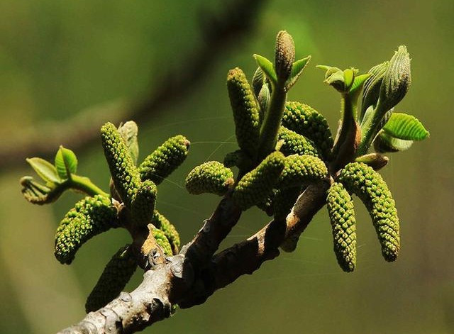 Trước đây, người nông thôn thường nhặt hoa óc chó rụng dưới cây để nấu thành món ăn, rất ngon lại bổ dưỡng.