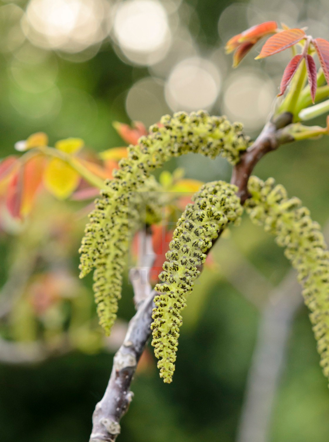 Ăn hoa óc chó ngay cả chứng đau nửa đầu cũng có thể thuyên giảm, chỉ cần hầm thành bát canh mà thôi. Khi hầm bạn có thể cho thêm thịt gà, thịt vịt, thịt cá để món canh thơm ngon hơn.