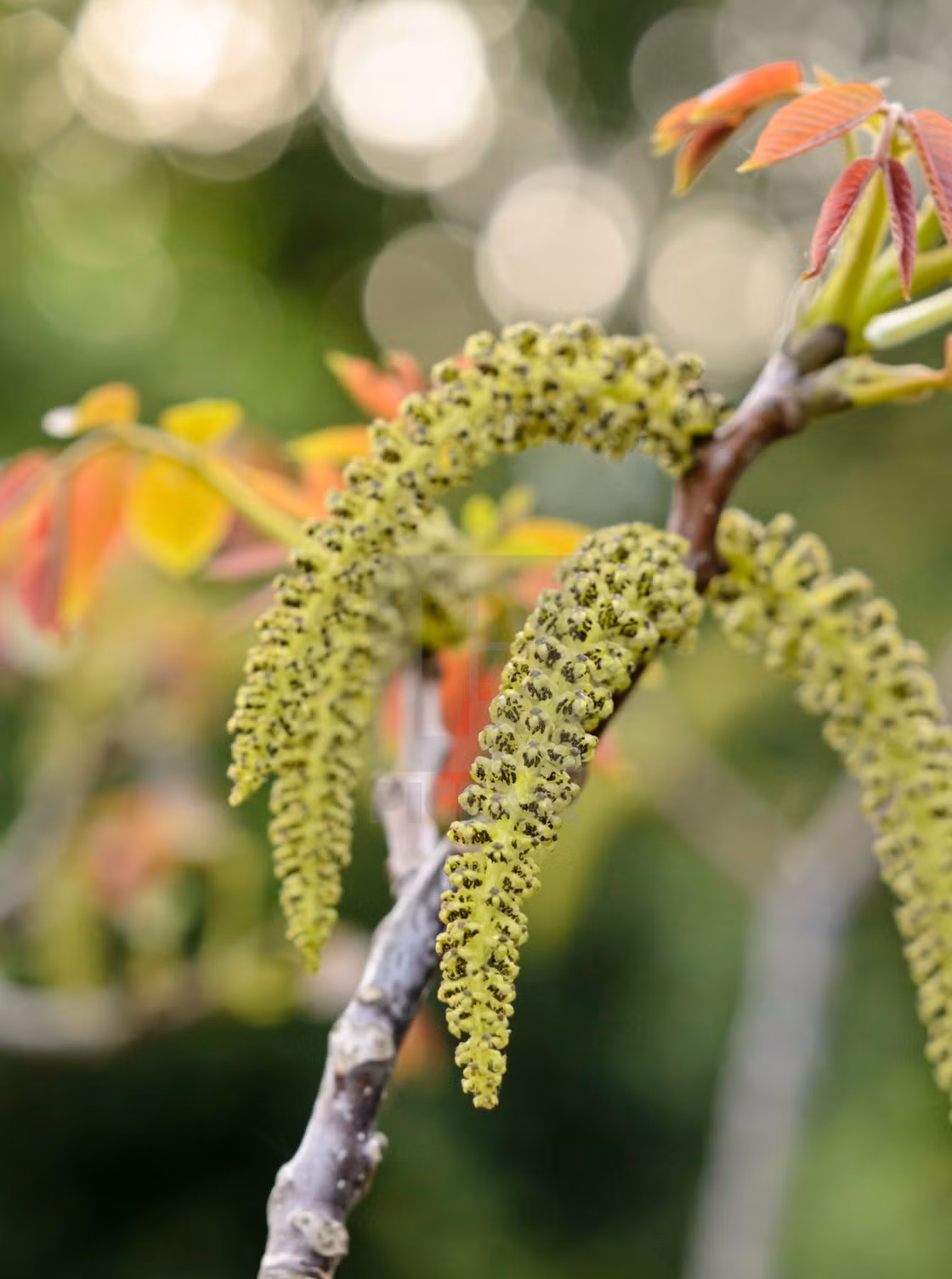 Ăn hoa óc chó ngay cả chứng đau nửa đầu cũng có thể thuyên giảm, chỉ cần hầm thành bát canh mà thôi. Khi hầm bạn có thể cho thêm thịt gà, thịt vịt, thịt cá để món canh thơm ngon hơn.