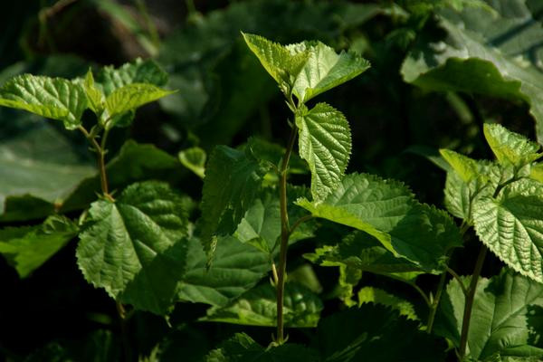 Có tác dụng kháng khuẩn. Nước sắc lá dâu tằm có tác dụng ức chế nhất định đối với tụ cầu vàng, liên cầu tan huyết beta, trực khuẩn bạch hầu và một số loại vi khuẩn khác.