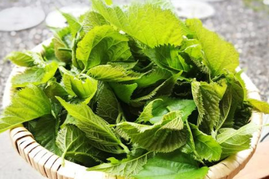 Người ta tin rằng tác dụng chữa bệnh của loại lá này vô cùng nhiều, điển hình như bổ phổi, dưỡng ẩm, giảm ho, thanh nhiệt, giải đờm, trị mồ hôi trộm về đêm; bổ gan, nhuận gan và cải thiện thị lực, chữa chóng mặt, mất ngủ, trừ mỏi mắt; giảm sưng tấy, thông huyết, chữa kiết lỵ, đầy bụng, giảm đau, giảm cân...