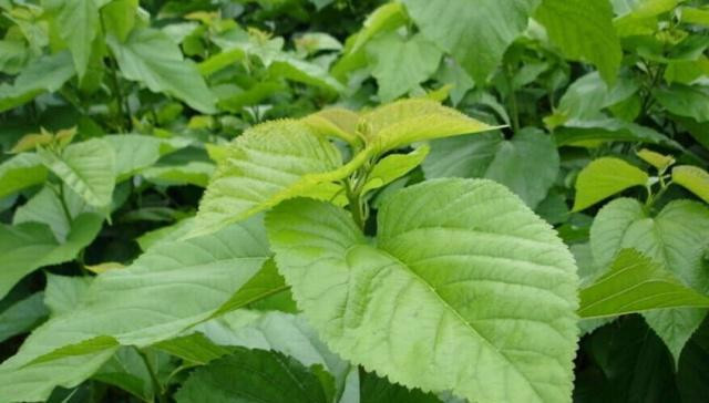 Đầu tiên là làm đẹp, Lá dâu tằm có tác dụng làm đẹp da rất tốt, đặc biệt là trị mụn và đốm nâu. Bạn có thể giã nhuyễn lá dâu tằm tươi, đắp lên mụn, nửa tiếng sau rửa sạch sẽ có tác dụng trị mụn rất hiệu quả. Lá dâu tằm được đun sôi trong nước để loại bỏ tạp chất, sau khi phơi khô có thể dùng để pha trà, cực tốt cho cơ thể.