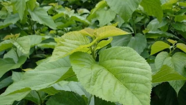 Đầu tiên là làm đẹp, Lá dâu tằm có tác dụng làm đẹp da rất tốt, đặc biệt là trị mụn và đốm nâu. Bạn có thể giã nhuyễn lá dâu tằm tươi, đắp lên mụn, nửa tiếng sau rửa sạch sẽ có tác dụng trị mụn rất hiệu quả. Lá dâu tằm được đun sôi trong nước để loại bỏ tạp chất, sau khi phơi khô có thể dùng để pha trà, cực tốt cho cơ thể.