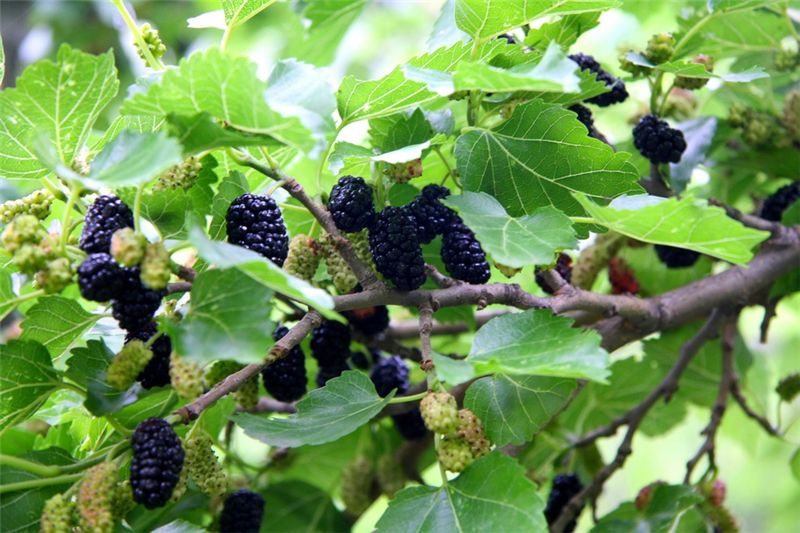 Lâu dài còn có thể làm da xấu đi, chán ăn, buồn nôn, tạo ra cảm giác khát liên tục, gây bất lợi cho thận. Vì vậy, hãy cẩn thận khi sử dụng loại lá tiên này nhé.