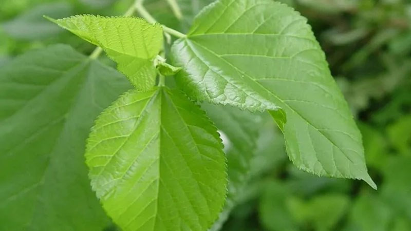 Thông thường, người ta thường ngâm lá dâu tằm lấy nước để dùng và xác thực dâu tằm và chứng thực, dâu tằm có rất nhiều công dụng.