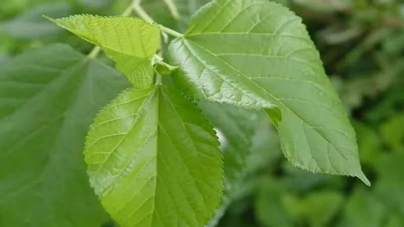 Thông thường, người ta thường ngâm lá dâu tằm lấy nước để dùng và xác thực dâu tằm và chứng thực, dâu tằm có rất nhiều công dụng.