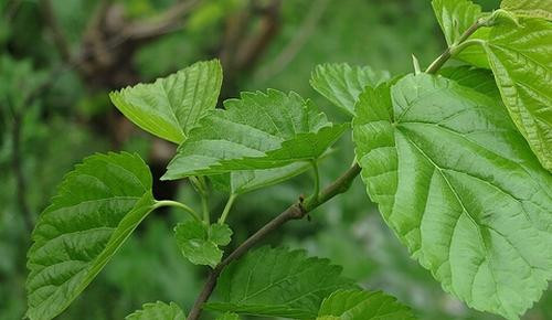 Dâu tằm là một loại cây phổ biến, dân gian trồng dâu để lấy là nuôi tằm nên gọi là dâu tắm. Quả dâu của cây dâu tằm cũng được sử dụng để ăn sống hoặc ngâm rượu. Lá của cây dâu tằm cũng được sử dụng vào nhiều mục đích, nói chung là cực kỳ có ích.