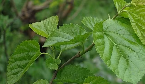 Dâu tằm là một loại cây phổ biến, dân gian trồng dâu để lấy là nuôi tằm nên gọi là dâu tắm. Quả dâu của cây dâu tằm cũng được sử dụng để ăn sống hoặc ngâm rượu. Lá của cây dâu tằm cũng được sử dụng vào nhiều mục đích, nói chung là cực kỳ có ích.