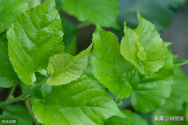 Thậm chí, theo đánh giá của các nhà nghiên cứu, lá dâu tằm còn có nhiều công dụng hơn cả quả dâu tằm. Chính vì vậy, loại lá cây này còn được gọi là lá tiên hay lá thần tiên.