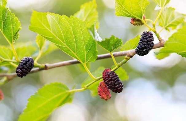 Thực tế, trong y học cổ truyền và cả trong y học phương tây, lá dâu tằm và các chế phẩm sinh học từ lá dâu tằm được sử dụng làm thuốc điều trị bệnh tiểu đường và các bệnh khó chữa khác.